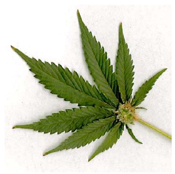 Marihuana v Arizone